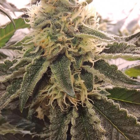 RS11 Clone Stecklinge Automatic Watering