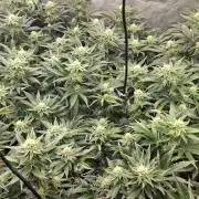 RS11 Clone Stecklinge Automatic Watering