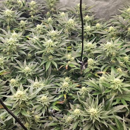 RS11 Clone Stecklinge Automatic Watering