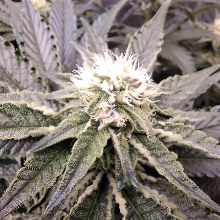 RS11 Clone Stecklinge Automatic Watering