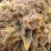 RS11 Clone Stecklinge Automatic Watering