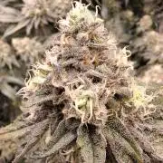 RS11 Clone Stecklinge Automatic Watering