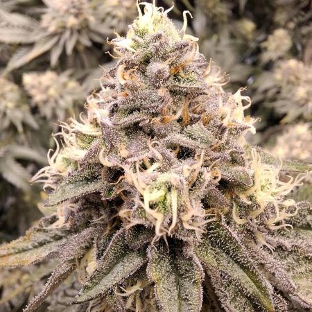 RS11 Clone Stecklinge Automatic Watering