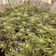 RS11 Clone Stecklinge Automatic Watering