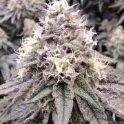 RS11 Clone Stecklinge Automatic Watering