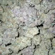 RS11 Clone Stecklinge Automatic Watering