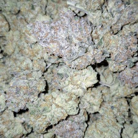 RS11 Clone Stecklinge Automatic Watering