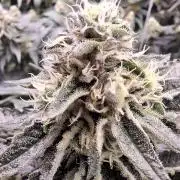 RS11 Clone Stecklinge Automatic Watering