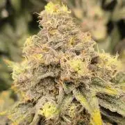 RS11 Clone Stecklinge Automatic Watering