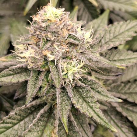 RS11 Clone Stecklinge Automatic Watering