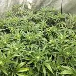 RS11 Clone Stecklinge Automatic Watering