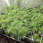 RS11 Clone Stecklinge Automatic Watering