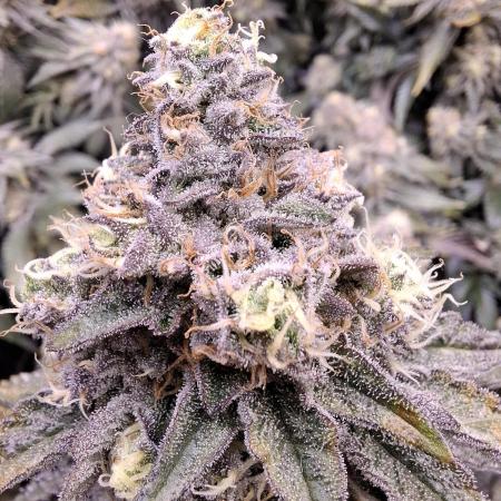 RS11 Clone Stecklinge Automatic Watering