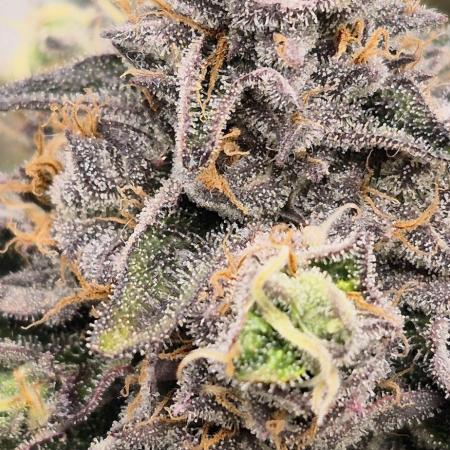 RS11 Clone Stecklinge Automatic Watering