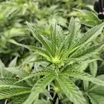 RS11 Clone Stecklinge Automatic Watering