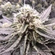 RS11 Clone Stecklinge Automatic Watering