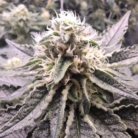 RS11 Clone Stecklinge Automatic Watering