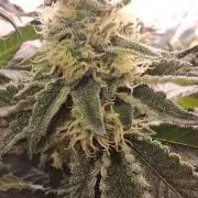 RS11 Clone Stecklinge Automatic Watering