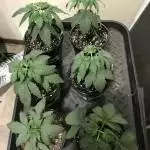 First Grow Ethos Purple Sunset!