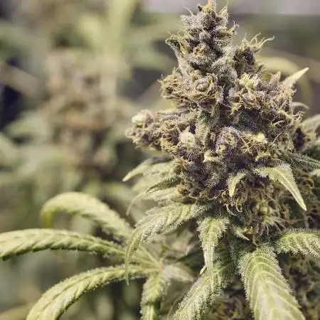 Tropicanna Poison F1 fv Avr'25