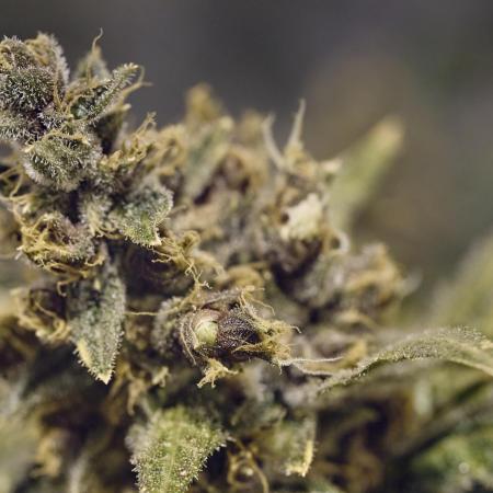 Tropicanna Poison F1 fv mai'25