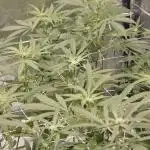 Black Bomb Jun'25