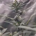 Tropicanna Poison F1 fv Jun'25