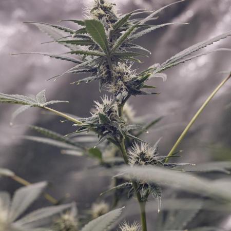 Tropicanna Poison F1 fv Jun'25
