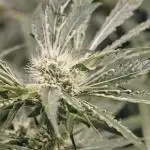 Black Bomb mai'25