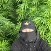 Russian Guerrilla Outdoor Grow s2