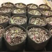 Sea of In House Genetics