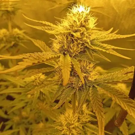 14 plants - 60x60cm tent - Rosin Grow