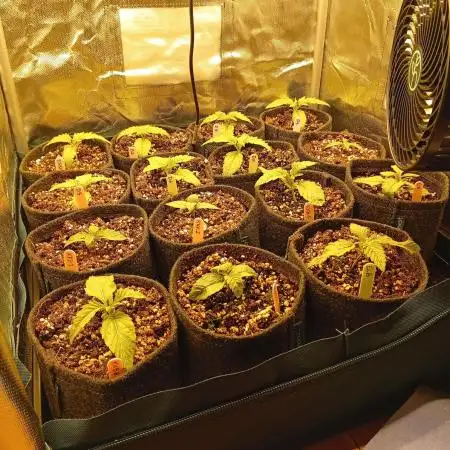 15 plants - 60x60cm tent - Rosin Grow