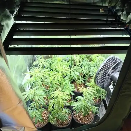 14 plants - 60x60cm tent - Rosin Grow