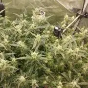 Gorilla Cookies Auto