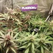Purple Lemonade Auto RF3