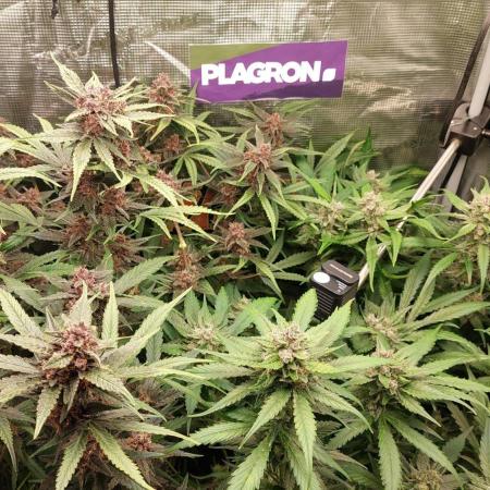 Purple Lemonade Auto RF3