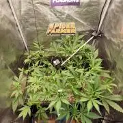 Purple Lemonade Auto RF3