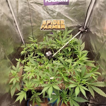 Purple Lemonade Auto RF3