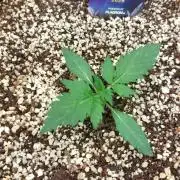 Sticky Broccoli Auto