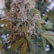 Sticky Broccoli Auto