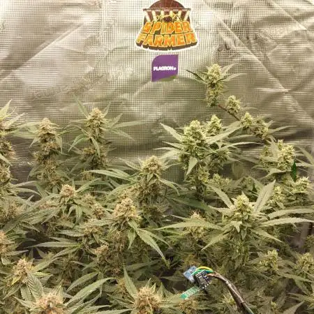 Second grow.