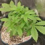 Gorilla Cookies Auto