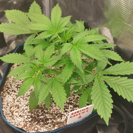 Gorilla Cookies Auto