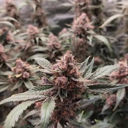 Frostbanger Auto. Second grow.