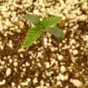 Purple Lemonade Auto RF3
