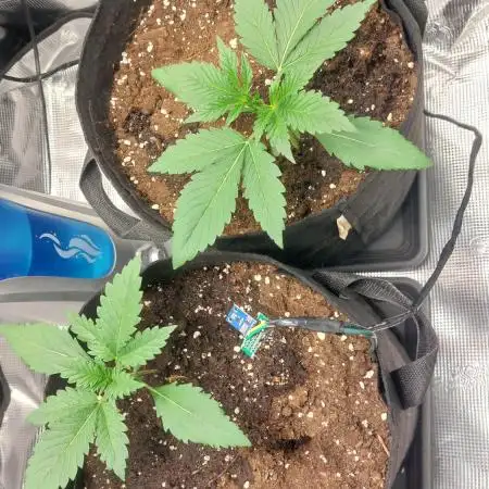 Second grow.
