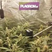 Gorilla Cookies Auto