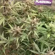Purple Lemonade Auto RF3
