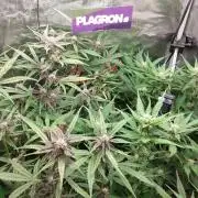 Purple Lemonade Auto RF3